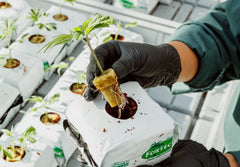 What Are Cannabis Nurseries?