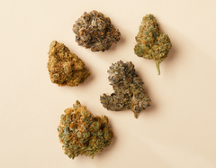 What Is a Cannabis Strain?