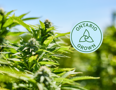 Why Buy Ontario Grown Cannabis?