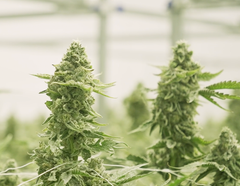Ontario Cannabis Fieldnotes: Piff from Will Cannabis