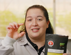 Meet Pepe Gold Dried Flower from Medical Saints