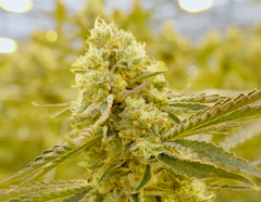 Ontario Cannabis Fieldnotes: Pepe from Medical Saints