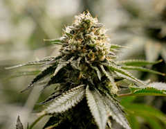 Ontario Cannabis Fieldnotes: Carmel