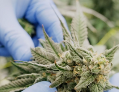 Ontario Cannabis Fieldnotes: 1Spliff from Sess