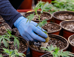 Ontario Cannabis Fieldnotes: Redecan from Tilray