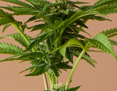 The Different Types of Cannabis Seeds: Feminized, Regular and Autoflowering