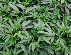 How It’s Grown: Eco-Conscious Growing Methods