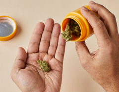 The Effects of Cannabis: Short-Term and Long-Term