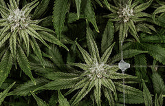 Blueberry Strain Info
