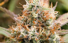 Tangerine Dream Strain Info
