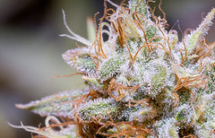 White Widow Strain Info