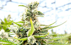 Blue Dream Strain Info