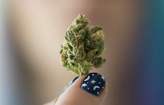 Cannabis and the Developing Brain