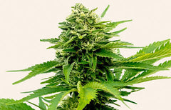 Jack Herer Strain Info
