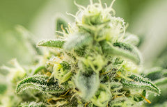Wappa Strain Info