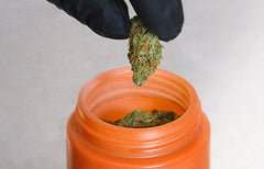 How to Keep Dried Cannabis Fresh