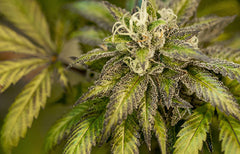 Meet the Masters: Tairance Rutter and Seth Rimmer, 34 Street Seed Co