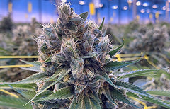 Ghost Train Haze Strain Info
