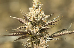 Mandarin Cookies Strain Info