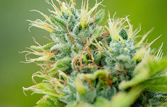 OG Kush Strain Info