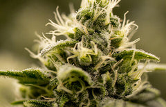 Cold Creek Kush Strain Info