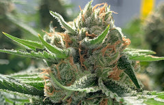 Mango Haze Strain Info