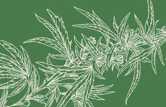 Des normes élevées : Des raisons d’acheter du cannabis légal