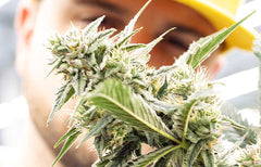Cannabis Fieldnotes: Tribal, Orchid and Nugz from Cannara Biotech