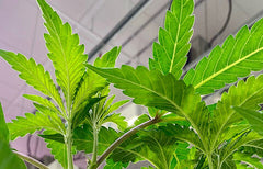 Mmmosa Strain Info