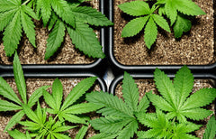 Ask a Bud: Getting Ready to Grow Outdoors
