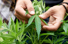 How to Grow Cannabis at Home: A Beginner’s Guide