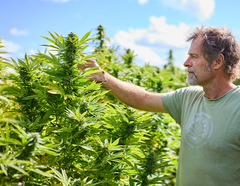 Ontario Cannabis Fieldnotes: Abide