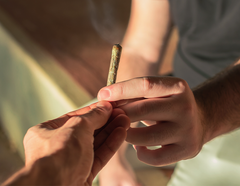 Is Cannabis a Gateway Drug?