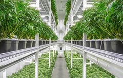 Sour Diesel Strain Info