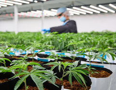 Ontario Cannabis Fieldnotes: Volo from Blizza Brands