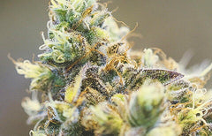 Wedding Cake Strain Info