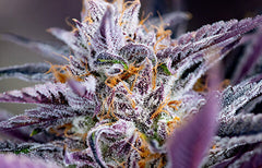 Black Cherry Punch Strain Info