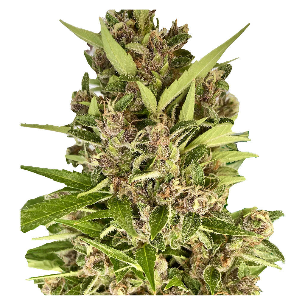 Afghani Caramel Cream 1:1 Auto - 