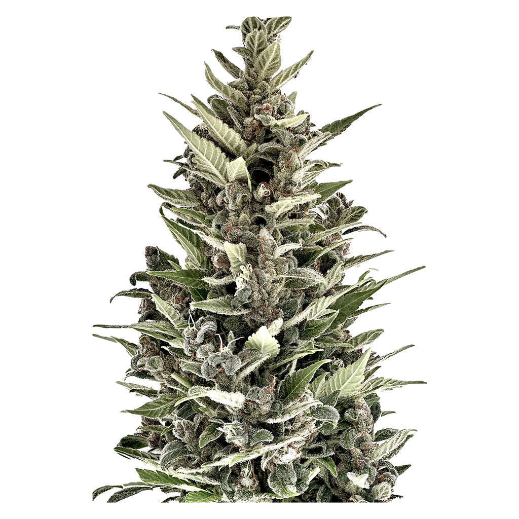 Mendocino Cherry Pie THC Auto – Graines régulières - 