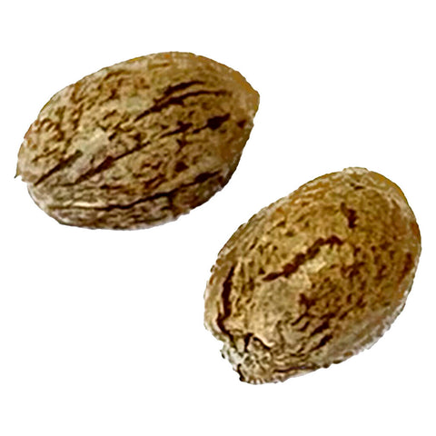 Photo Tangerine Truffle Breath - Graines Féminisées