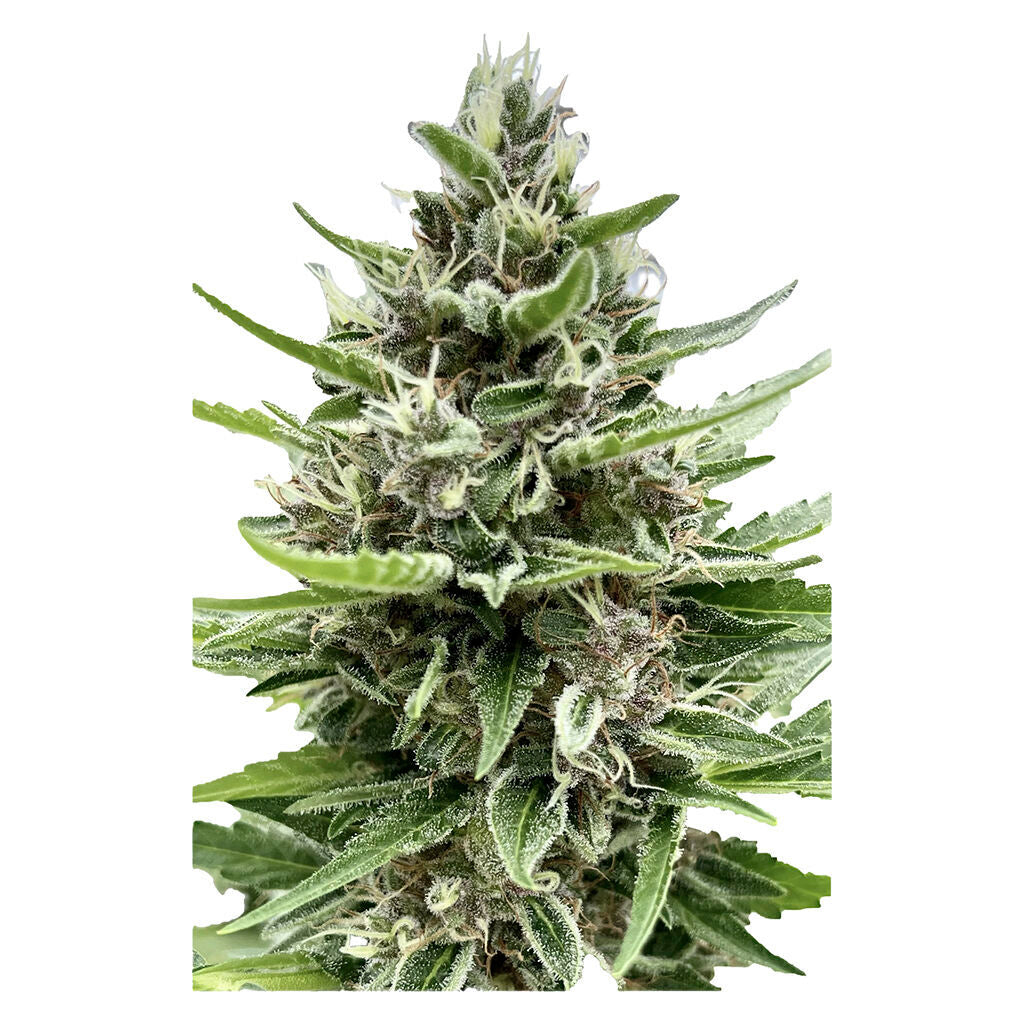 Graines féminisées auto Gelato Biscotti - 