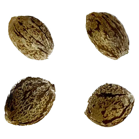 Photo Auto Gorilla Grape Femilized Seeds