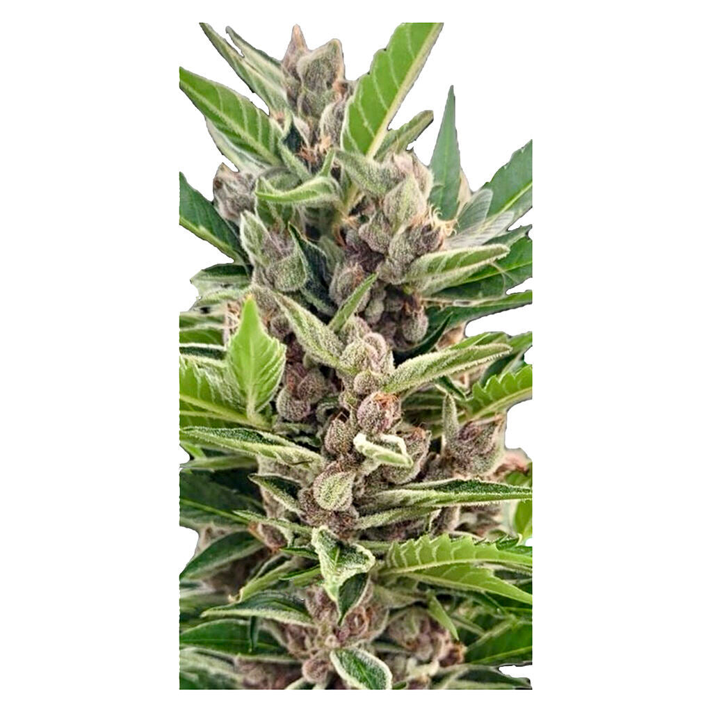 Graines féminisées Auto Gorilla Grape - 
