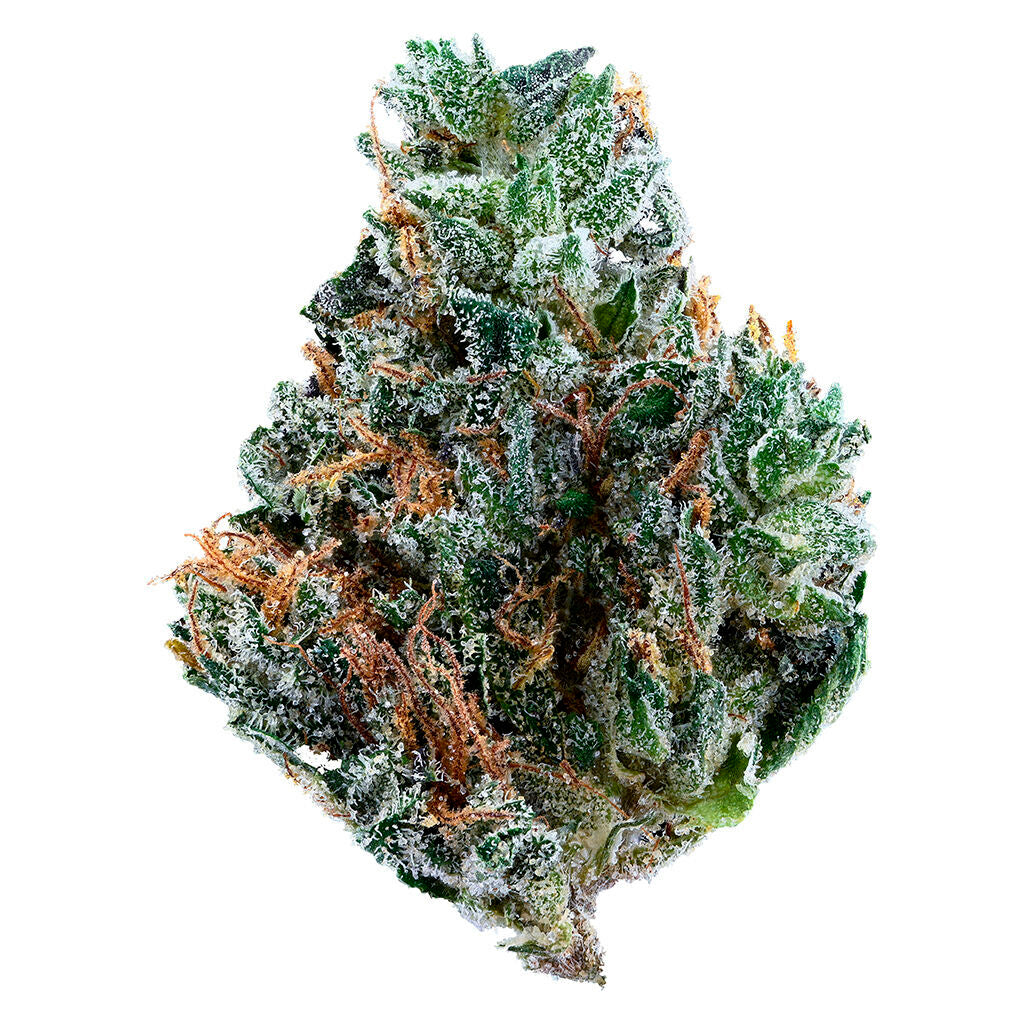 Gelato Mint - 