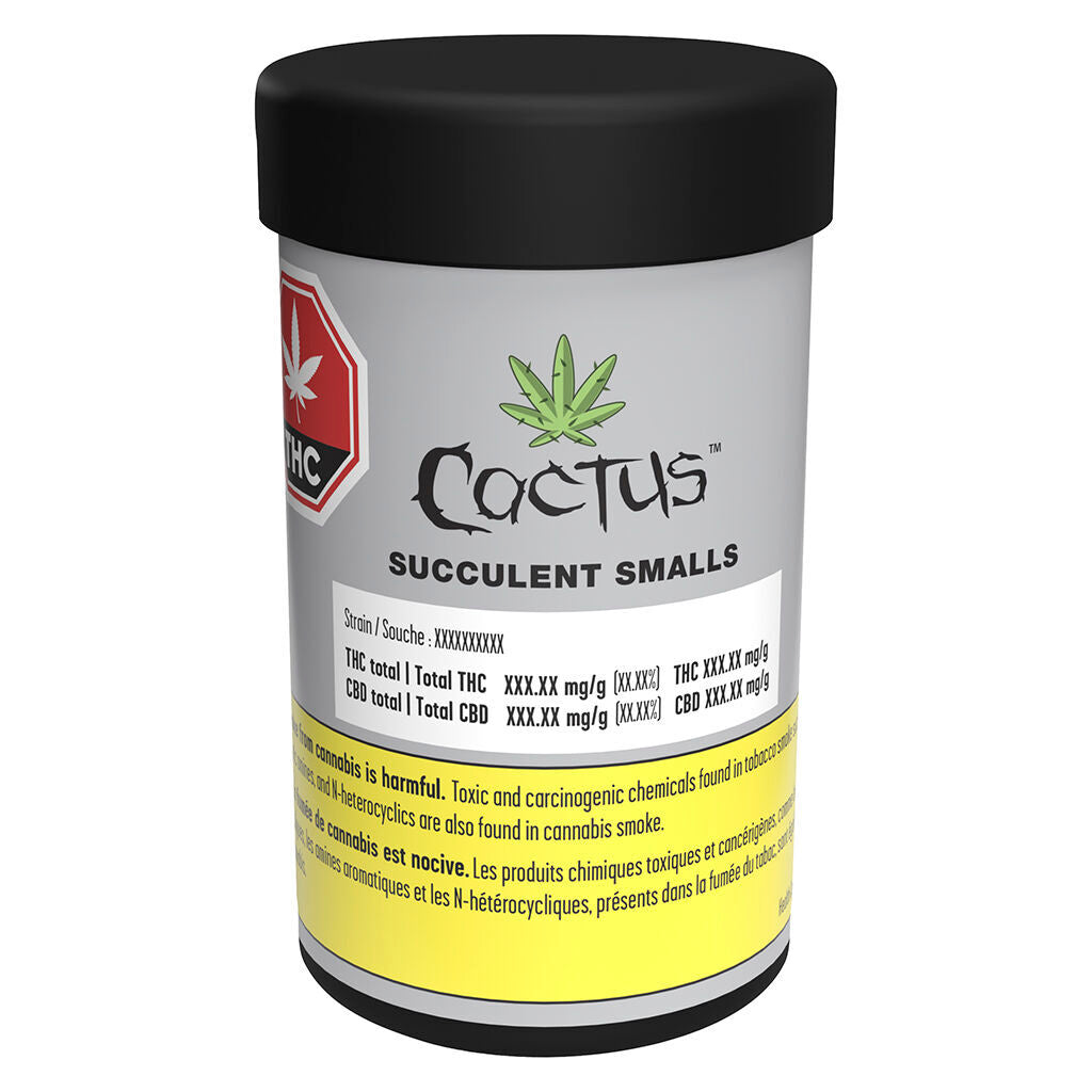 Succulent Smalls - 