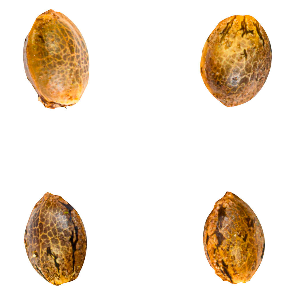 Gry Pytn X Crashed Out Cookies (fem Seeds) - 