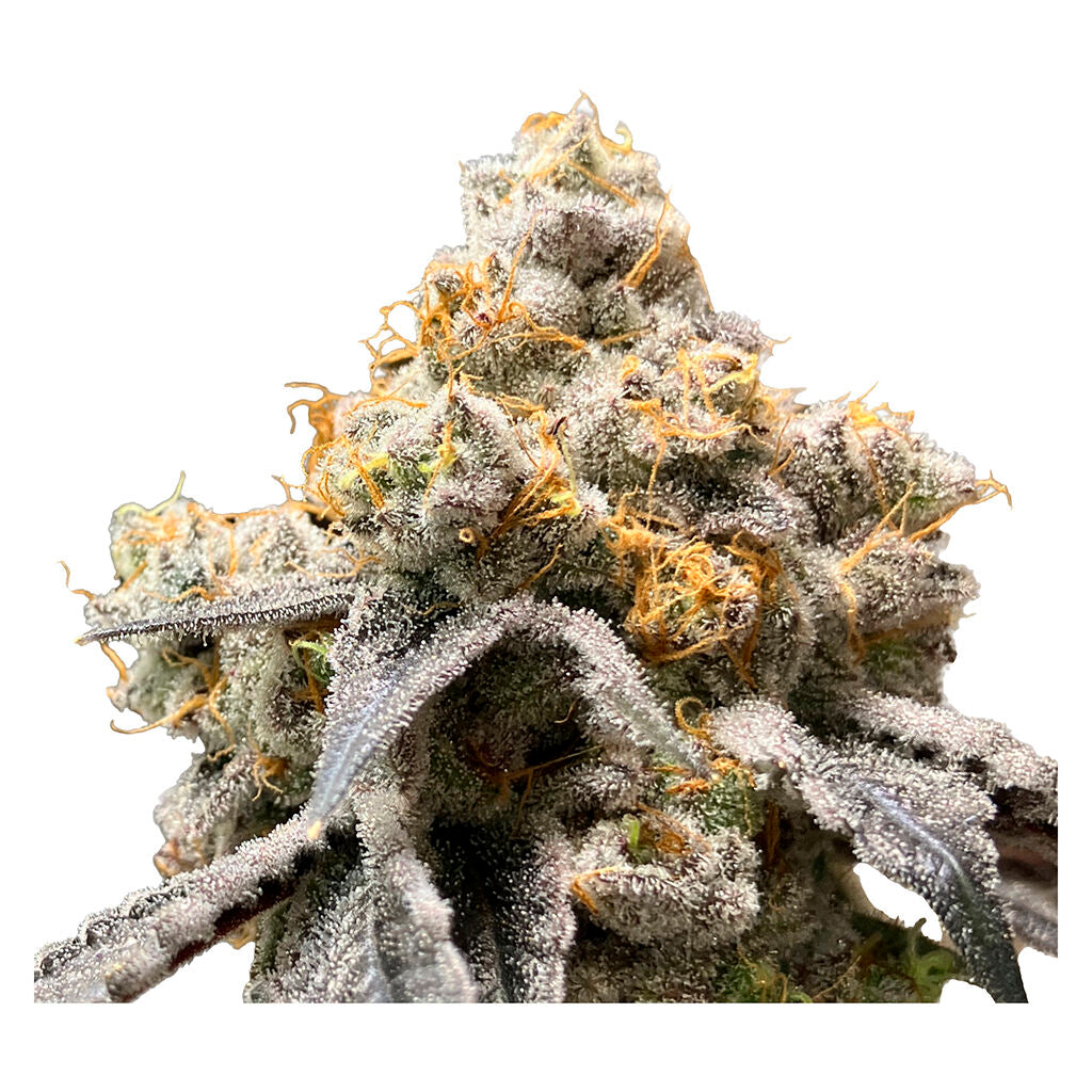 Gry Pytn X Crashed Out Cookies (fem Seeds) - 