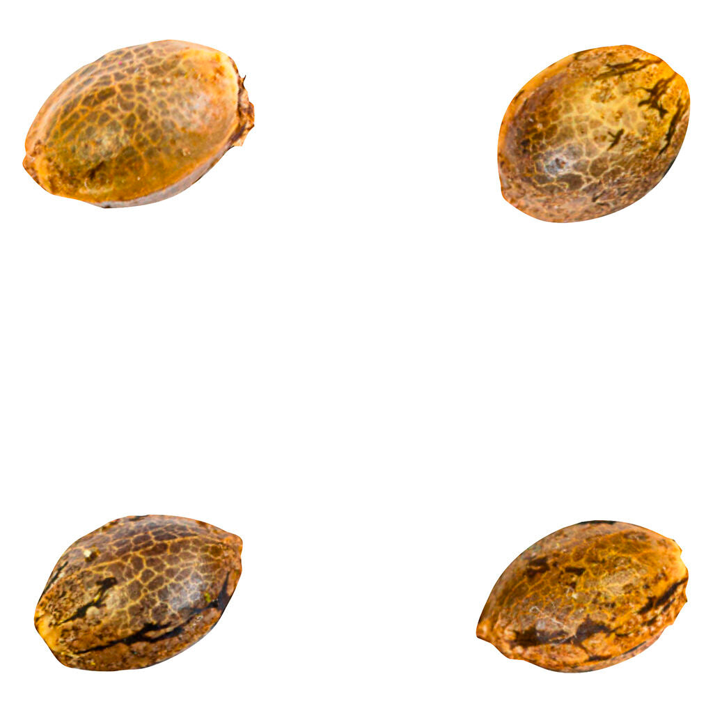 41 Ghosts (auto Fem Seeds) - 