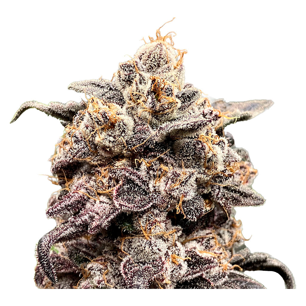 41 Ghosts (auto Fem Seeds) - 