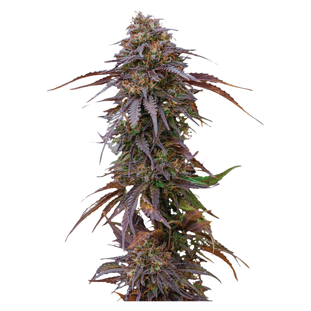 Graines féminisées Harlequin CBD - 